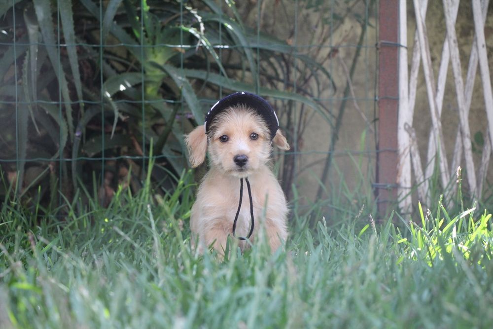 Cachorro 3,5 meses - Braga