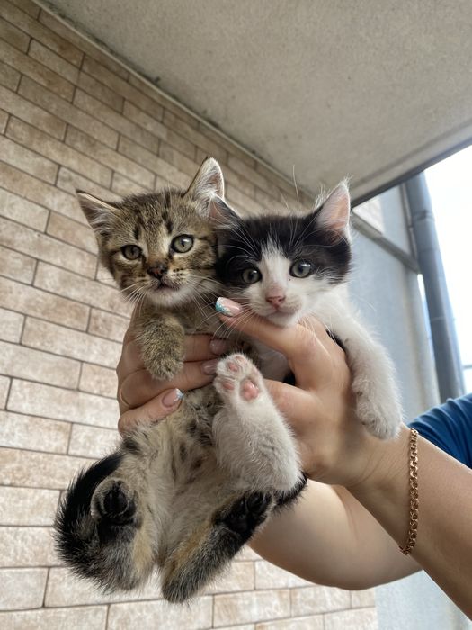 Кошенята 2 місяці