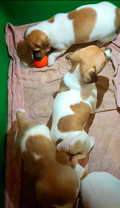 Привитые щенки Джек Рассел терьер.