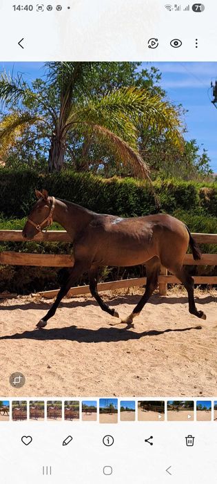 Égua de dois anos à venda