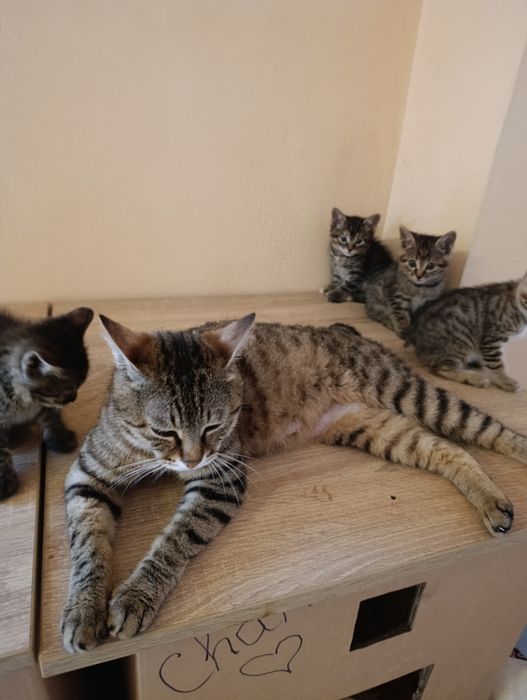 Курильские бобтейл котята