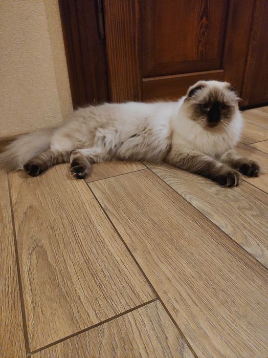 Шотландський висловухий кіт для в'язки