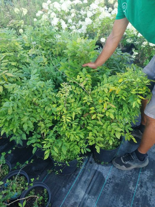 Wisteria fioletowa dostawa gratis