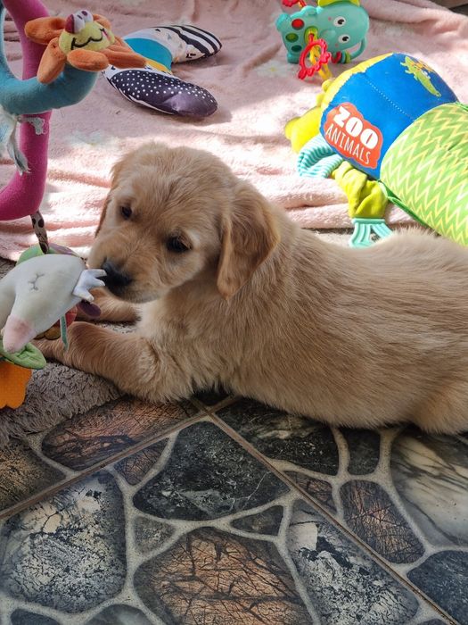 Golden Retriever piesek z rodowodem