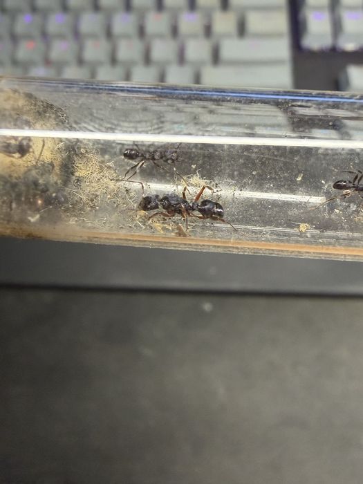 Rhytidoponera aspera mrowki metaliczne!