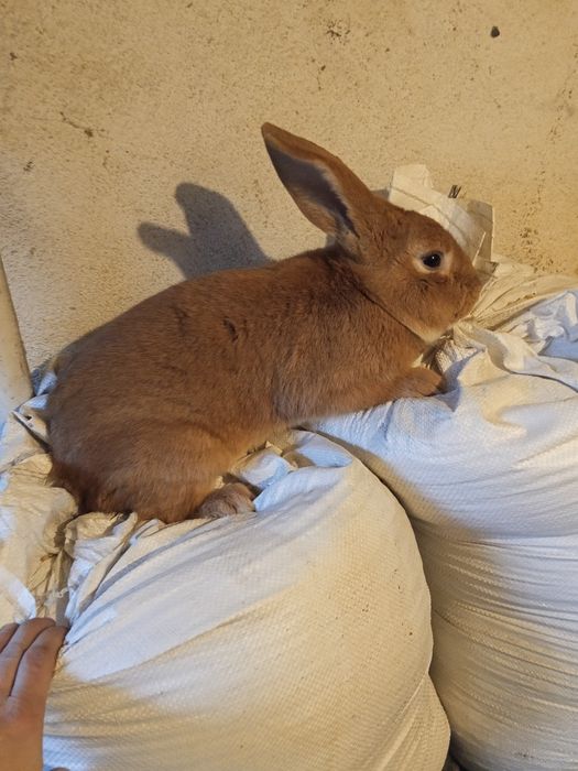 Króliki hodowlane samce