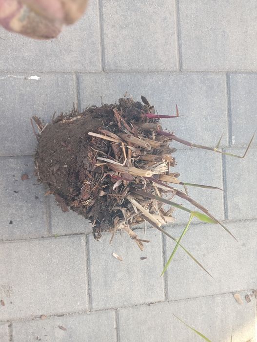 Duże Sadzonki Miskanta Olbrzymi