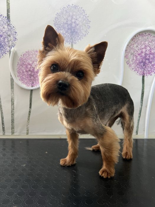 Стрижка домашніх улюбленців, покраска шерсті,декор