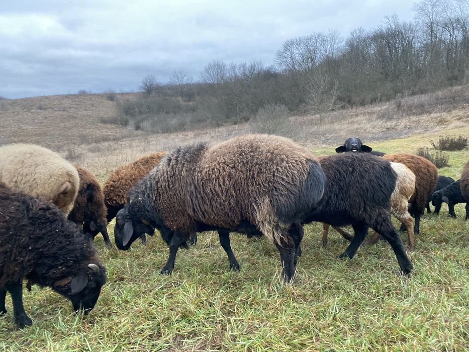 Курдючние Барани