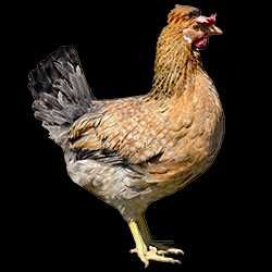 Młide kurki nioski odchowane Rosa dowóz gratis