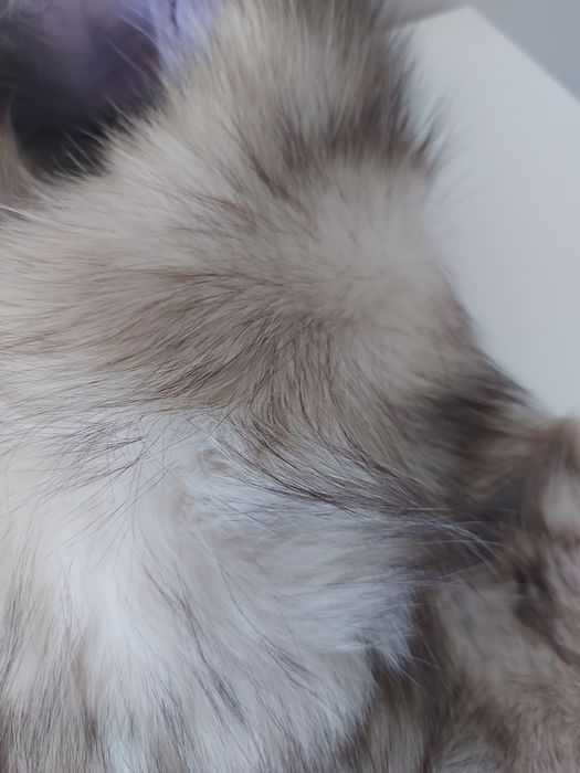 czapka z szalem-kołnierz