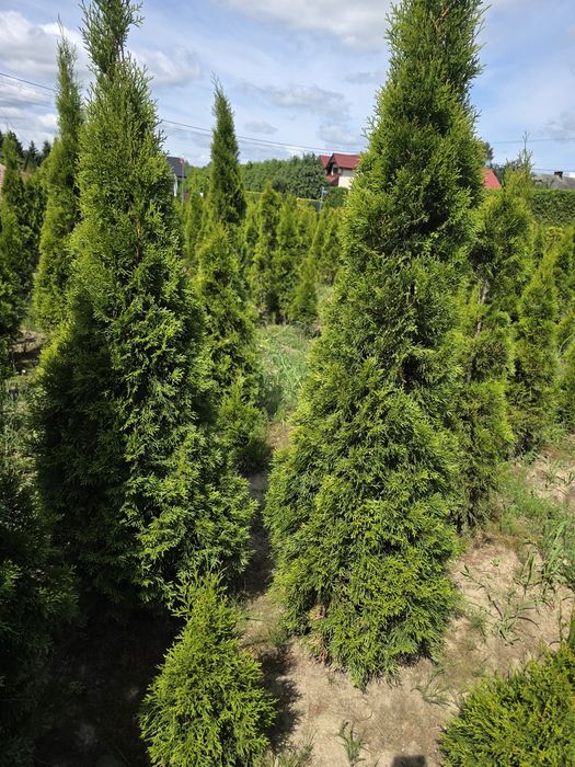 Tuje Szmaragd,duże  ponad 200 cm , gęste,  z gruntu,  transport