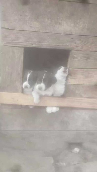 Щенки в хорошие руки