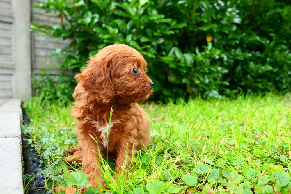 Cavapoo- Piękna zdrowa suczka- Badania genetyczne!