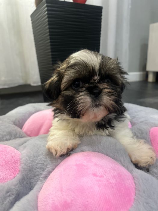 Shih tzu Suczka