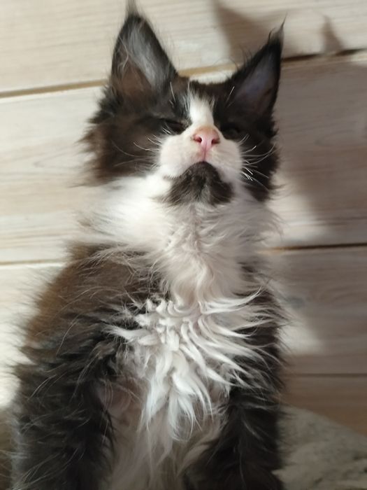 Kocurek JANTAR  cudowny chłopczyk Maine Coon