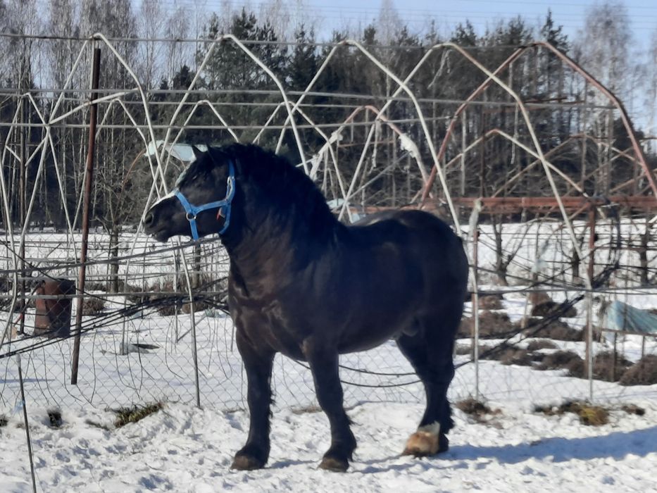 Sprzedam konie zimnokrwiste