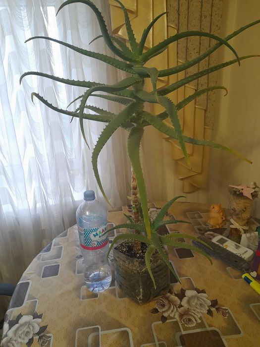 Вазон алоє великий