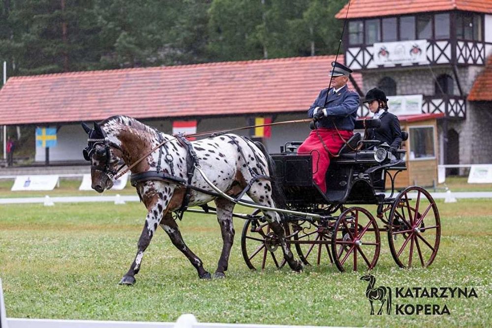 ogier SP KASTOR tarant stanówka