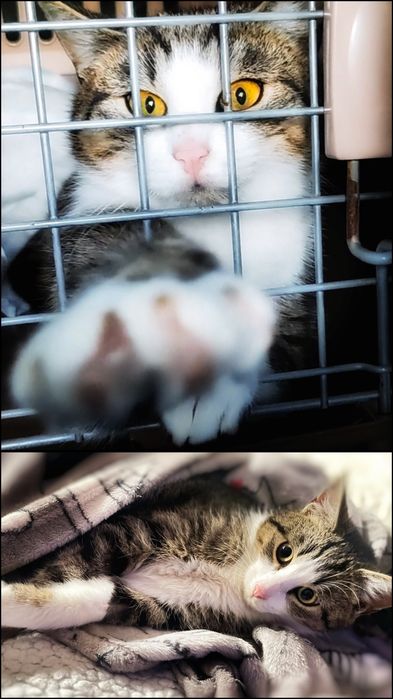 Postrzelony z wiatrówki Maniuś szuka dobrego domu