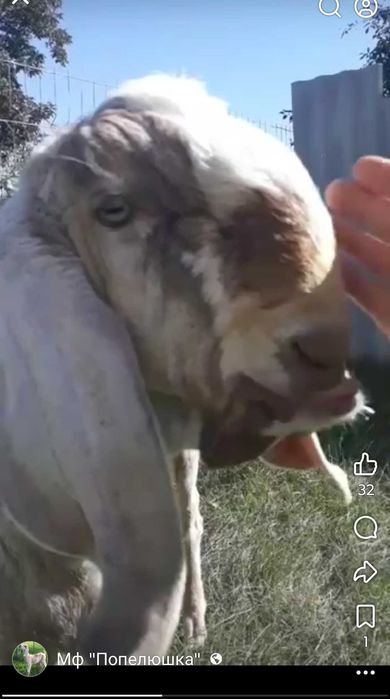 Продам кози, 100% А.Н. цапа.