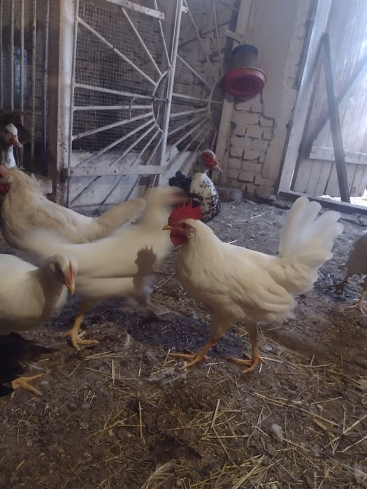 Продам півні молоді