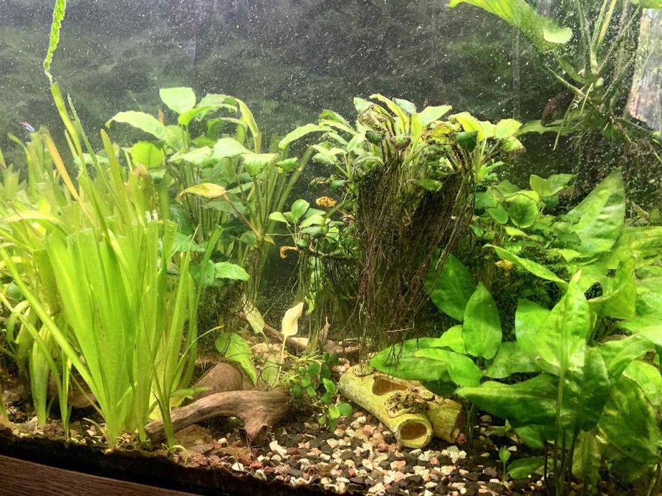 Панорамний акваріум 750л.