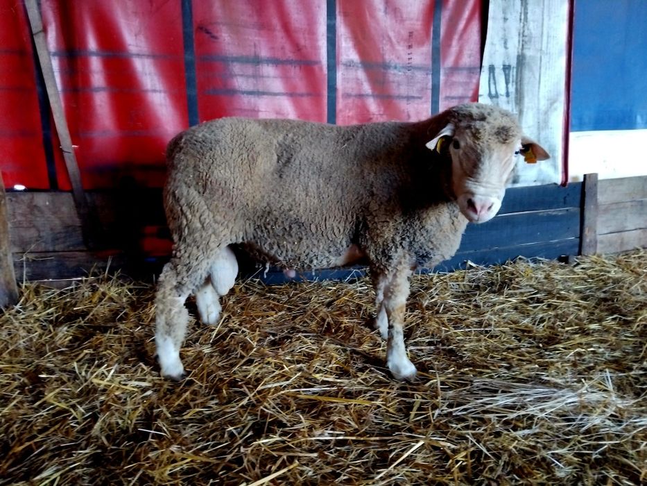 Carneiro ile de france puro