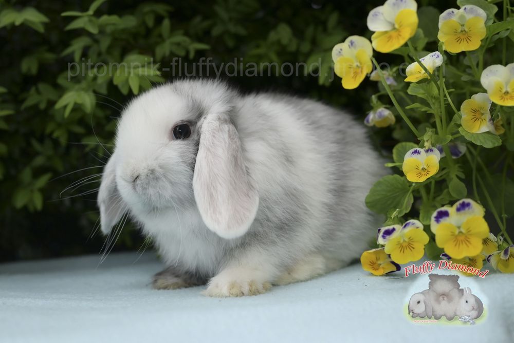 Висловухі кролики з розплідника "Fluffy Diamond" Карликові NHD