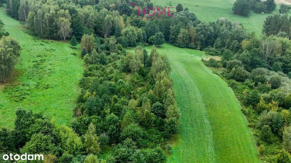 Nowy Borek 1,3675 ha- w trakcie Wz zagrodowa - Widok 5