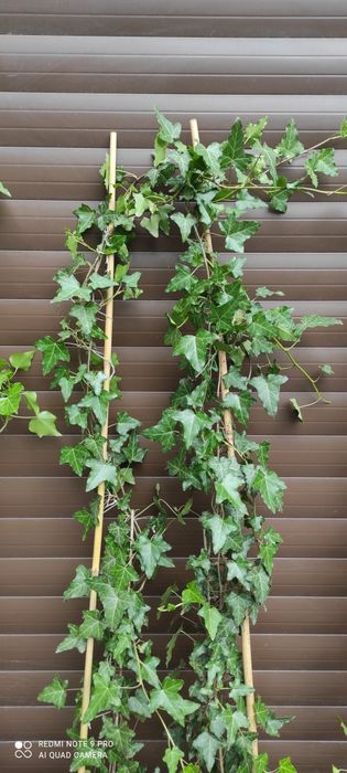 Bardzo duże bluszcze Hedera Helix 2-2,5m