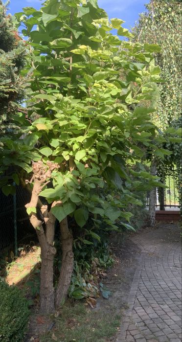 DRZEWO KATALPA 180cm wysokości
