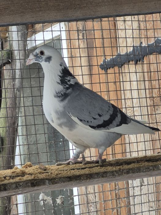 Gołebie Staropolskie