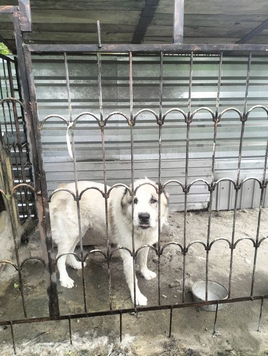 Віддам собаку алабай