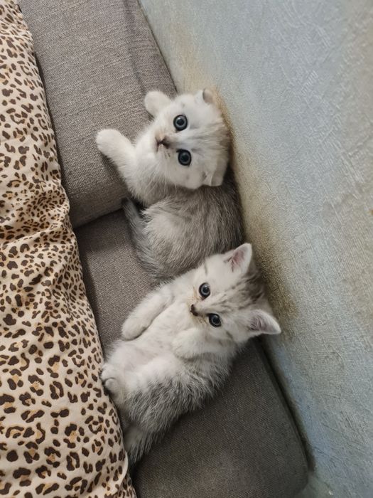 Шотландские котята, серебристая шиншилла