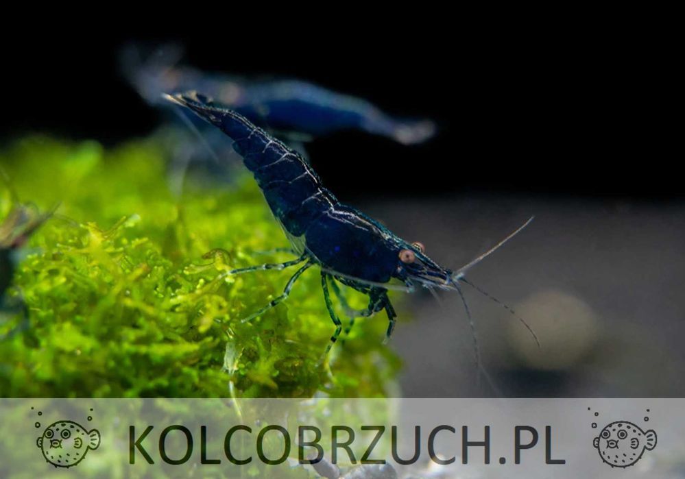 Krewetka BLUE VELVET - Neocaridina - Caridina - dowóz, wysyłka