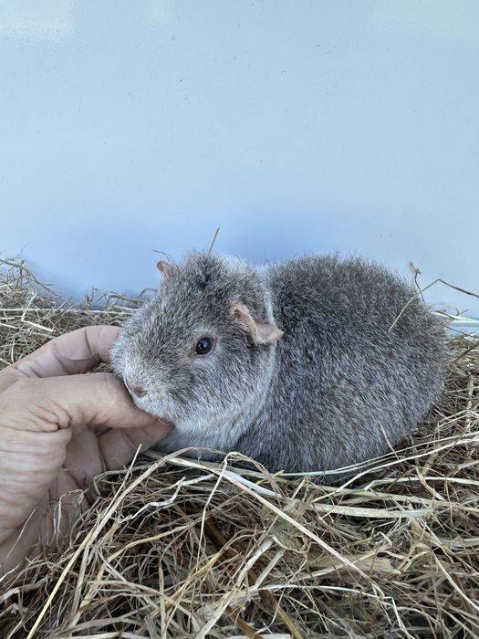 Us teddy, várias cores