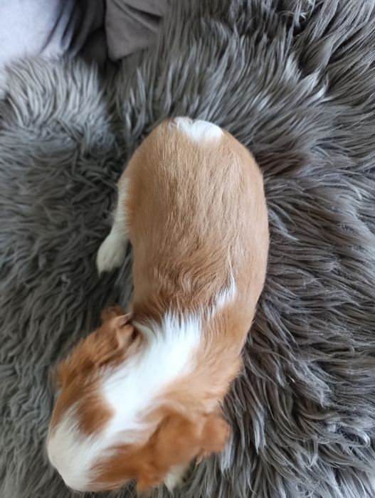 Cavalier  piesek