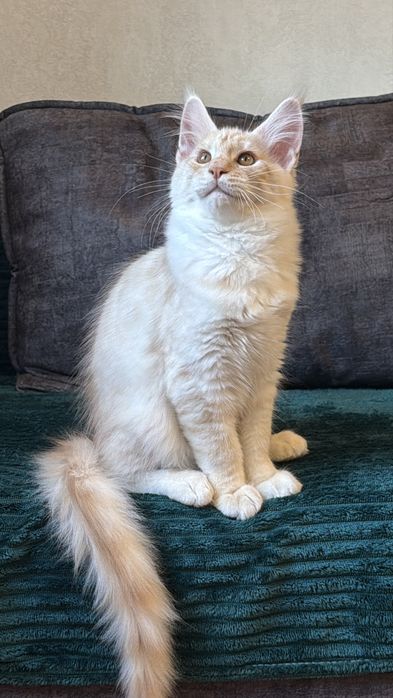 Кошеня Менй Кун хлопчик