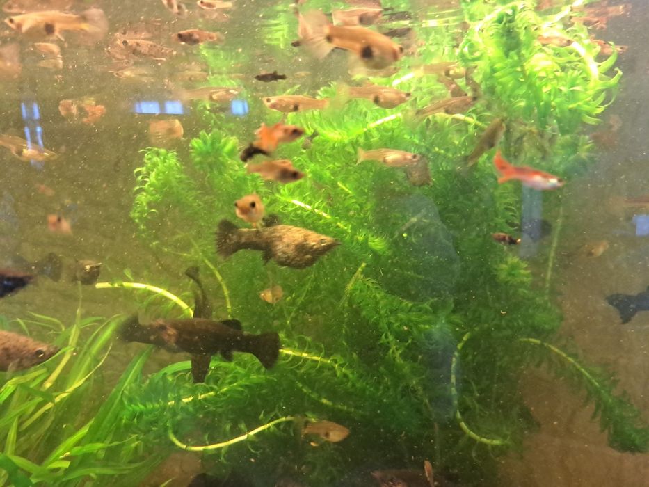 sprzedam rybki Molinezje