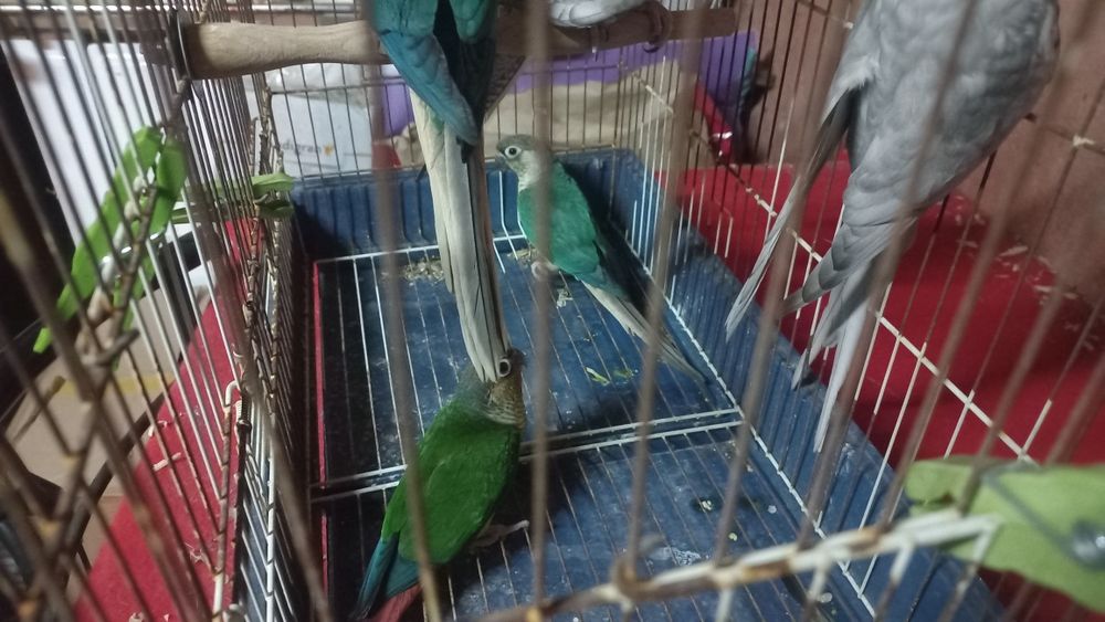 Vendo caturras, piurras e rosicois s entre outros passarinhosinhos