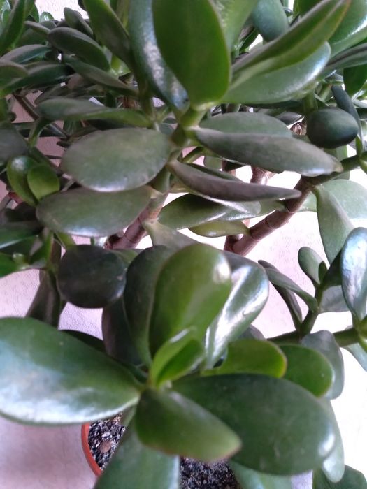 Денежное дерево толстянка