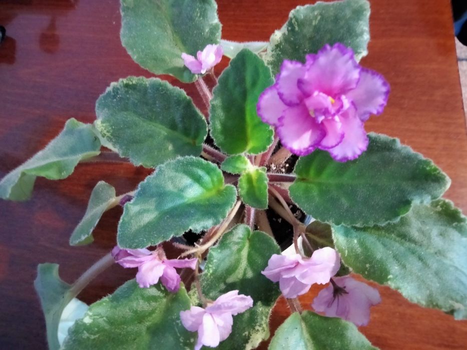 Фіалка з квіточками  кімнатна