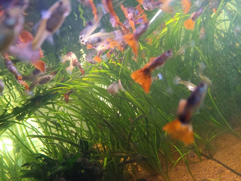 Aquário com movel completo de 200 litros