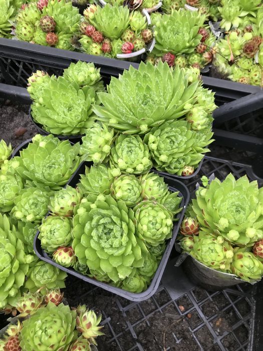 Кам‘яна роза, молодило