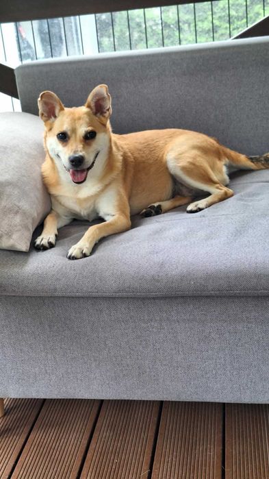 Sara w typie Corgi do adopcji