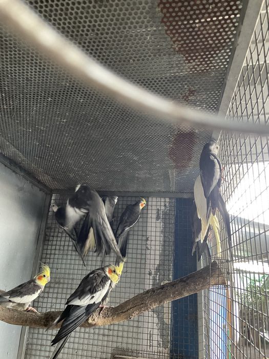 Caturras para reproducao