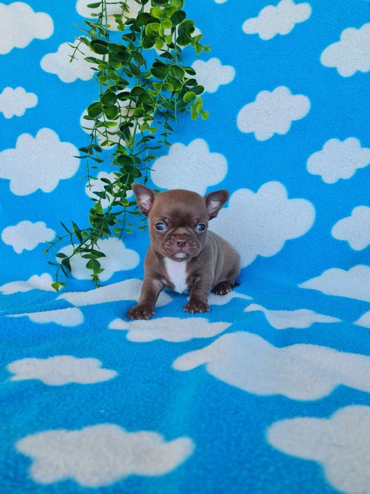 Excelente mini Chihuahua/Chiuaua LinhagemRussa de Qualidade