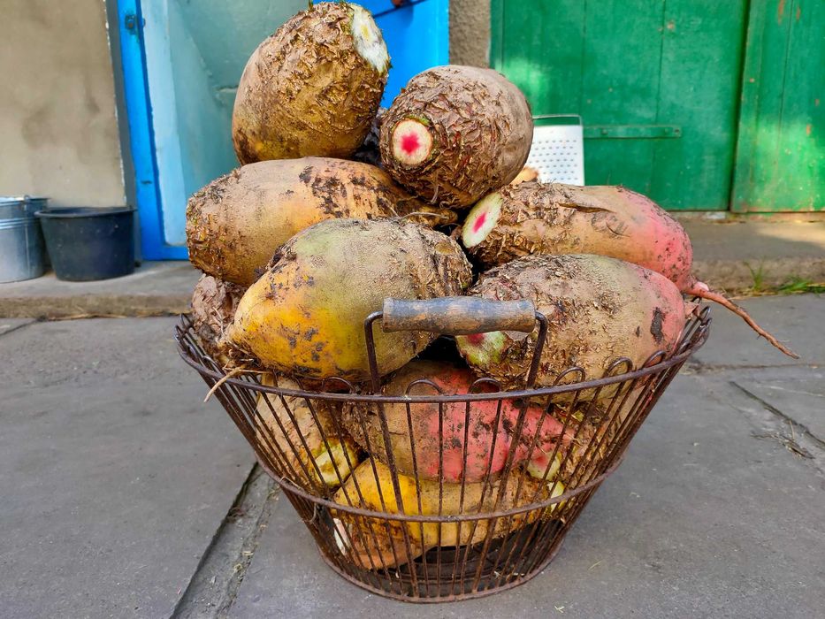 Продам кормовий буряк