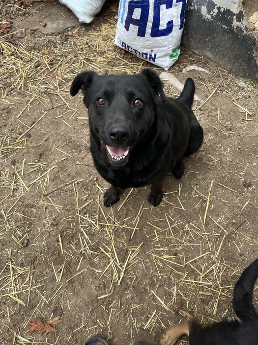 Девочка стерилизована метис лабрадора